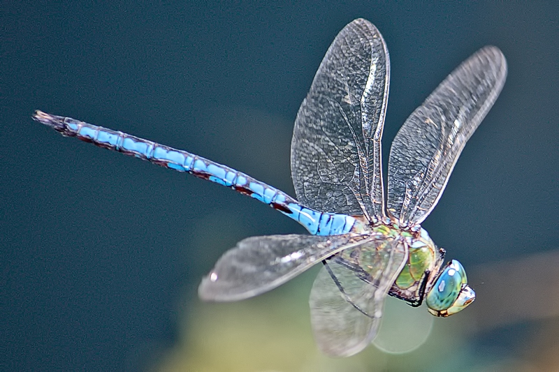 Male A. imperator in flight